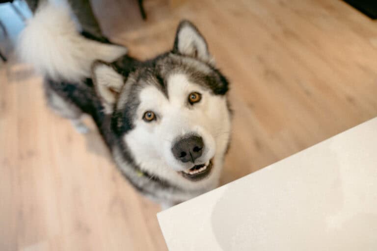 oakley!